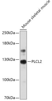 PLCL2 Antibody in Western Blot (WB)