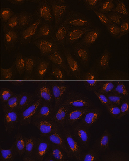 POFUT2 Antibody in Immunocytochemistry (ICC/IF)