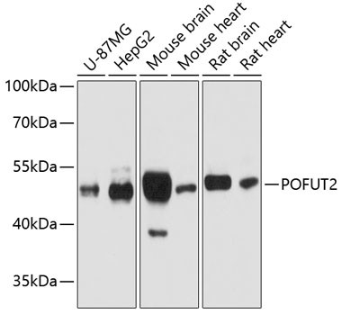 POFUT2 Antibody in Western Blot (WB)