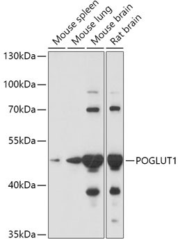 POGLUT1 Antibody in Western Blot (WB)