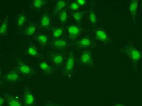 POLD1 Antibody in Immunocytochemistry (ICC/IF)