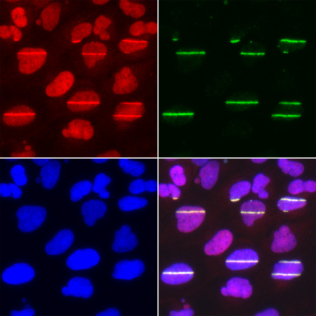 POLD1 Antibody in Immunocytochemistry (ICC/IF)