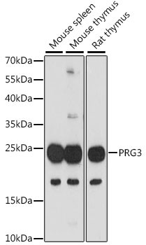 PRG3 Antibody in Western Blot (WB)