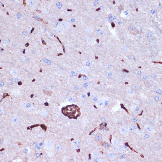 PROK2 Antibody in Immunohistochemistry (Paraffin) (IHC (P))