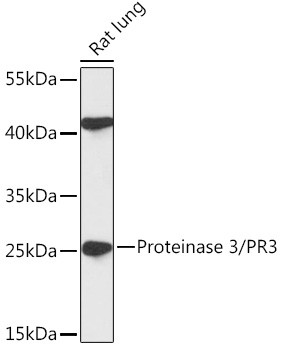 PR3 Antibody in Western Blot (WB)