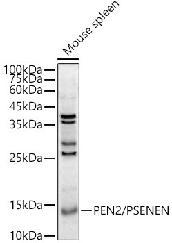 PEN2 Antibody in Western Blot (WB)