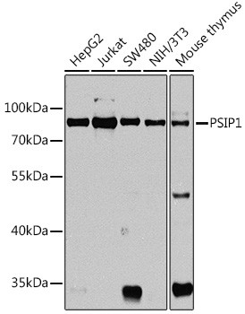 PSIP1 Antibody in Western Blot (WB)