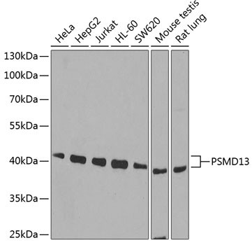 PSMD13 Antibody in Western Blot (WB)