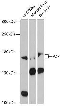 PZP Antibody in Western Blot (WB)