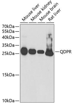 QDPR Antibody in Western Blot (WB)