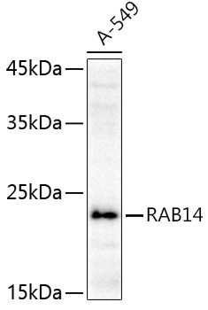 RAB14 Antibody in Western Blot (WB)