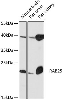 RAB25 Antibody in Western Blot (WB)