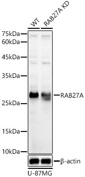 RAB27A Antibody in Western Blot (WB)