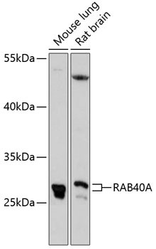 RAB40A Antibody in Western Blot (WB)