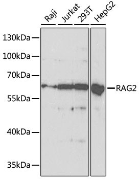 RAG2 Antibody in Western Blot (WB)