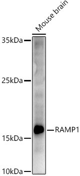 RAMP1 Antibody in Western Blot (WB)