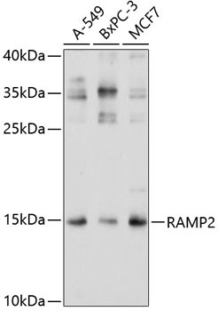 RAMP2 Antibody in Western Blot (WB)