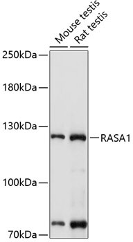 RASA1 Antibody in Western Blot (WB)