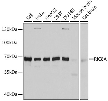 RIC8A Antibody in Western Blot (WB)