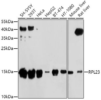 RPL23 Antibody in Western Blot (WB)