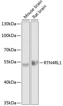 RTN4RL1 Antibody in Western Blot (WB)