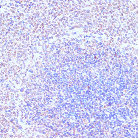 RXRG Antibody in Immunohistochemistry (Paraffin) (IHC (P))