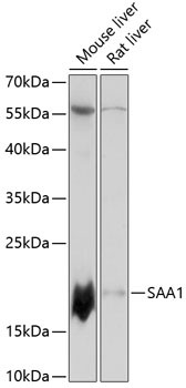 SAA Antibody in Western Blot (WB)