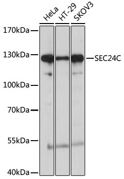 SEC24C Antibody in Western Blot (WB)