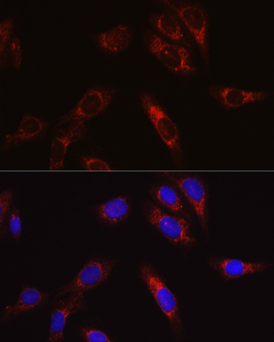 SBP2 Antibody in Immunocytochemistry (ICC/IF)