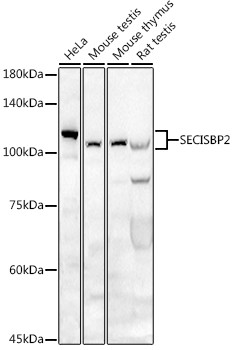 SBP2 Antibody in Western Blot (WB)