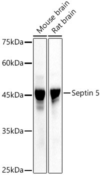 SEPT5 Antibody in Western Blot (WB)