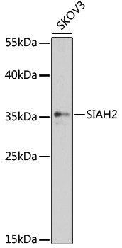 SIAH2 Antibody in Western Blot (WB)