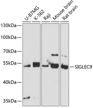 SIGLEC9 Antibody in Western Blot (WB)