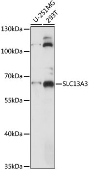 SLC13A3 Antibody in Western Blot (WB)