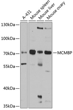 MCMBP Antibody in Western Blot (WB)