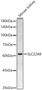 SLC22A8 Antibody in Western Blot (WB)