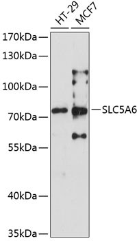 SLC5A6 Antibody in Western Blot (WB)