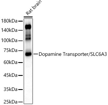 Dopamine Transporter Antibody in Western Blot (WB)