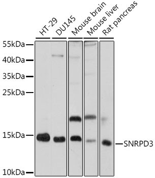 SNRPD3 Antibody in Western Blot (WB)