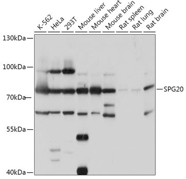 SPG20 Antibody in Western Blot (WB)