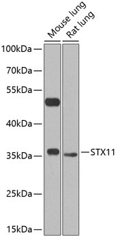 STX11 Antibody in Western Blot (WB)