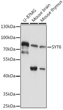 Synaptotagmin 6 Antibody in Western Blot (WB)