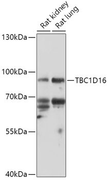 TBC1D16 Antibody in Western Blot (WB)