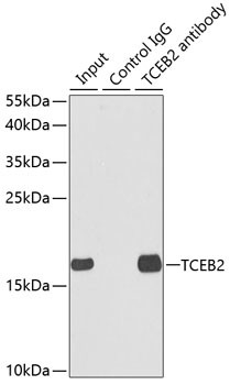 TCEB2 Antibody in Immunoprecipitation (IP)