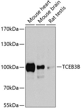 ELOA2 Antibody in Western Blot (WB)