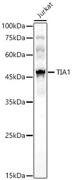 TIA-1 Antibody in Western Blot (WB)