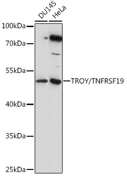 TNFRSF19 Antibody in Western Blot (WB)