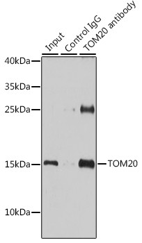 TOM20 Antibody in Immunoprecipitation (IP)