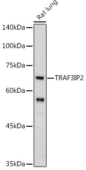 TRAF3IP2 Antibody in Western Blot (WB)