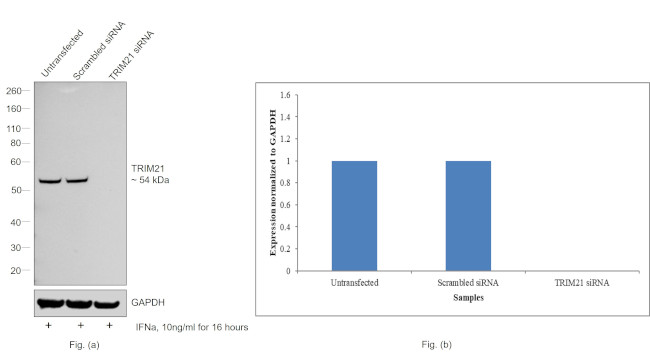 TRIM21 Antibody